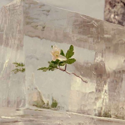 windflowers.jpg