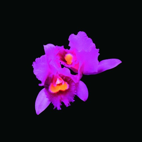 Opeth_Orchid (Reissue 2016).jpg